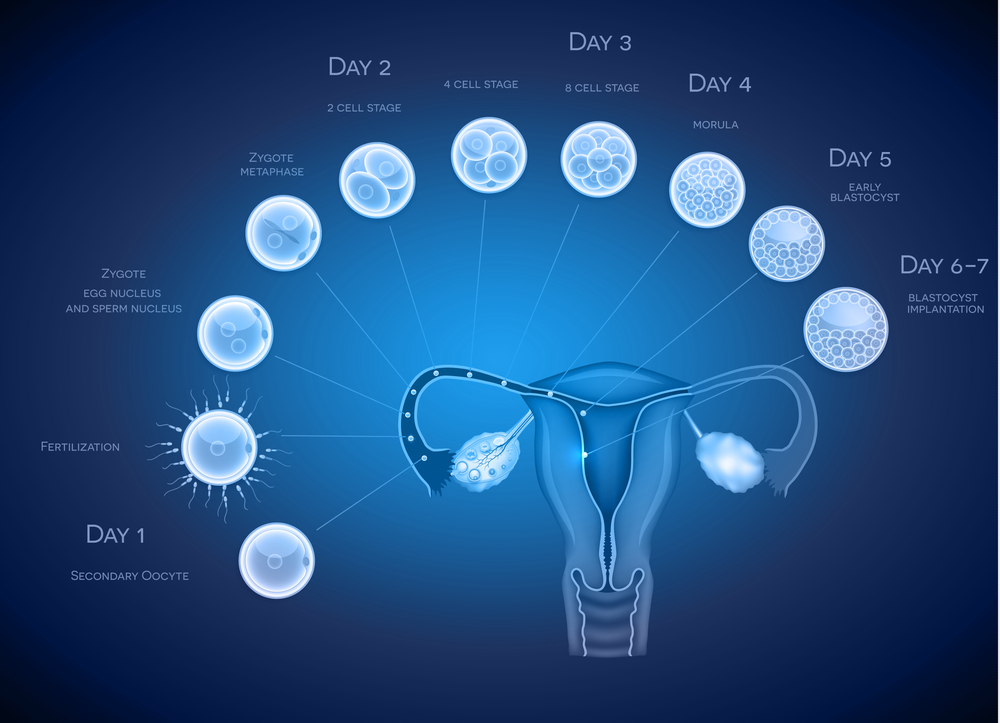 Blastocyst Culture And Transfer